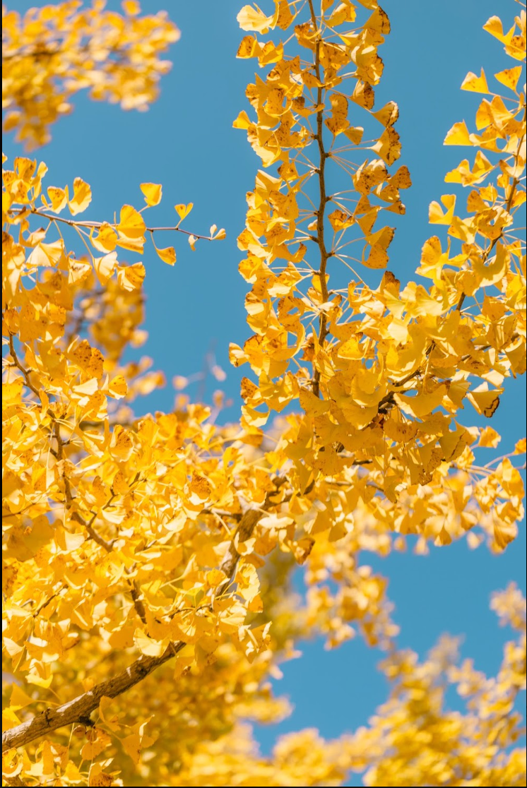 Autumn artwork by Mare Collantes