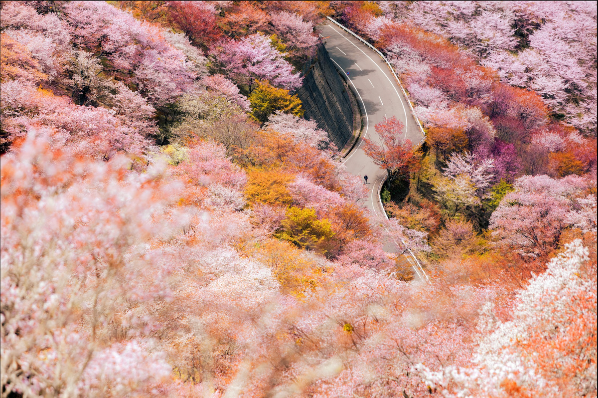 In Full Bloom artwork by Mare Collantes