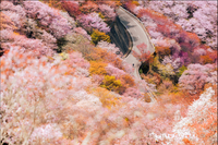 In Full Bloom artwork preview
